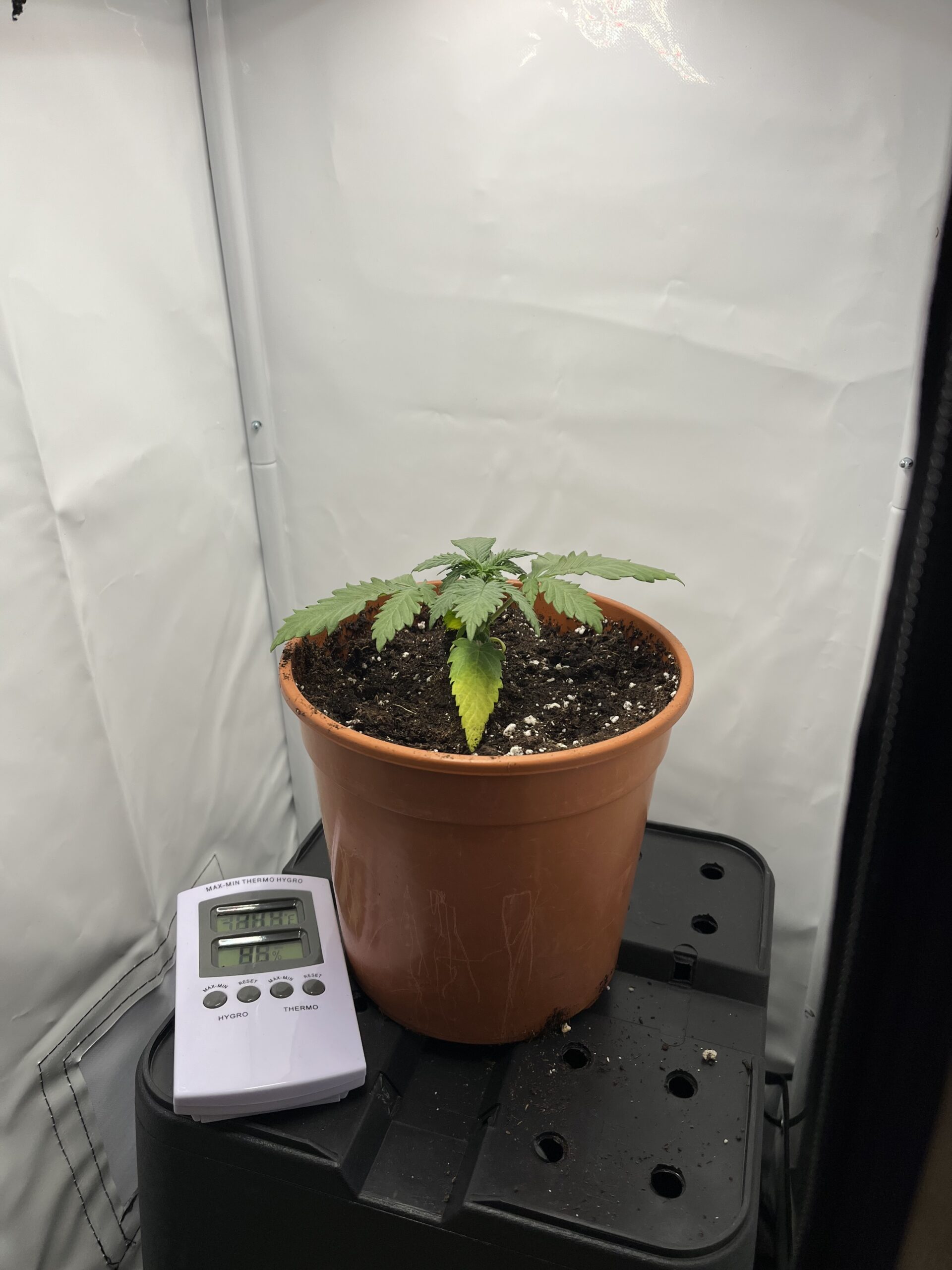 die kleine Cannabis Pflanze hat gelbe Blätter.