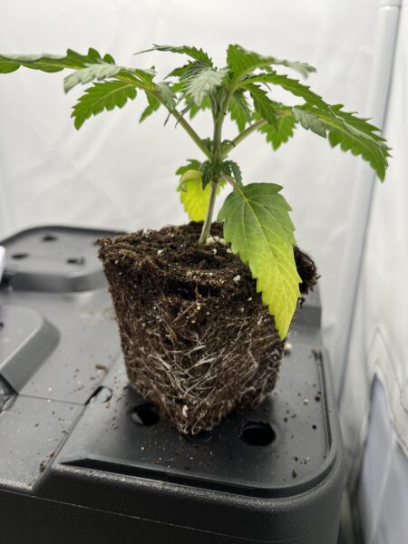 Die Cannabispflanze hat gelbe Blätter. 