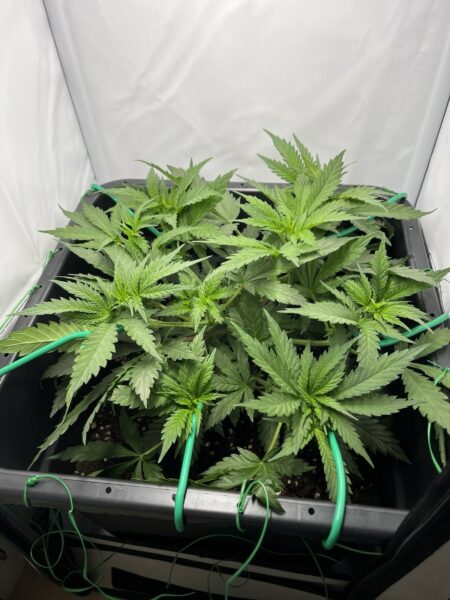 Cannabispflanzen mit Low Stress Training