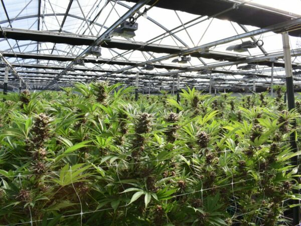 Cannabis Pflanzen werden Indoor angebaut. Ein Cannabis Club in Deutschland.