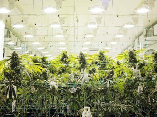 Herausforderungen für Cannabis Clubs in Deutschland. Welche gibt es?