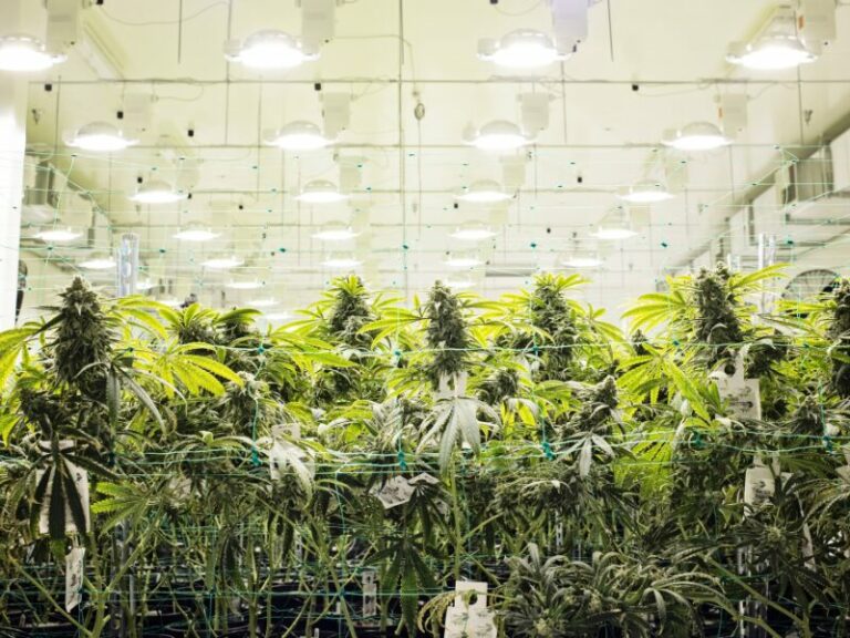 Die Herausforderungen für Cannabis Clubs in Deutschland