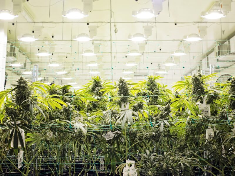 Herausforderungen für Cannabis Clubs in Deutschland. Welche gibt es?