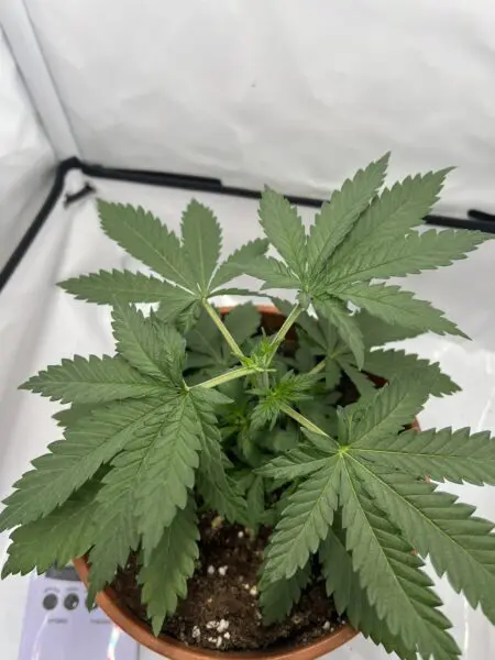 Cannabispflanze in der Mini-Growbox