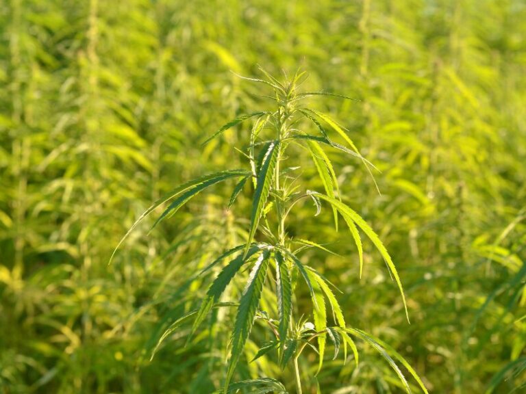 Missbrauchsklausel wird gestrichen: Neue Hanf-Chancen