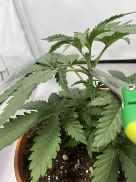 Topping HST