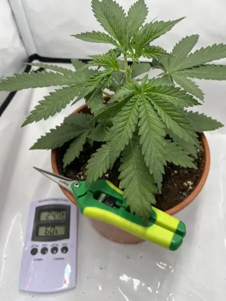 Topping Mini-Growbox 4