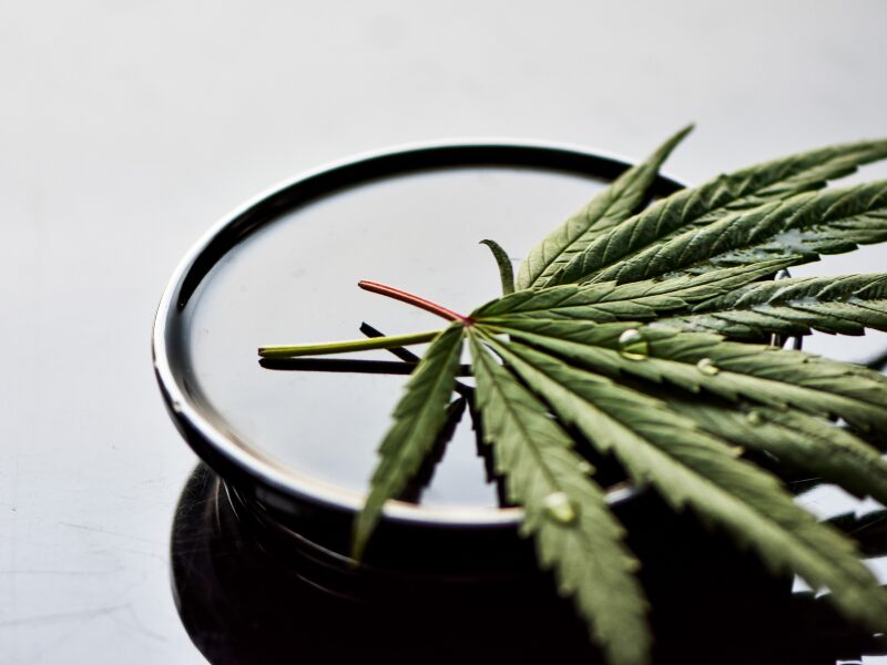 aktuelle Stunde im Bundestag, gefordert von der Union. Ein Cannabisblatt liegt in einer Wasserschale
