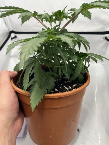 Die Cannabispflanze, wurde nach dem Toppen buschiger