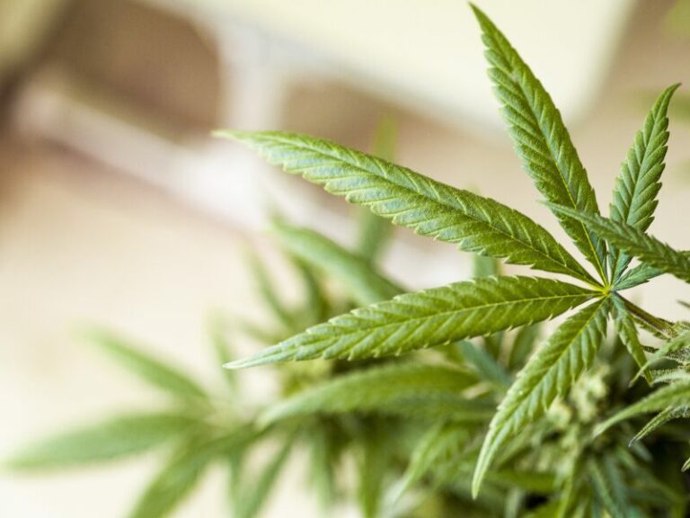 CSC Köln erhielt Lizenz. Ein Meilenstein in der Legalisierung