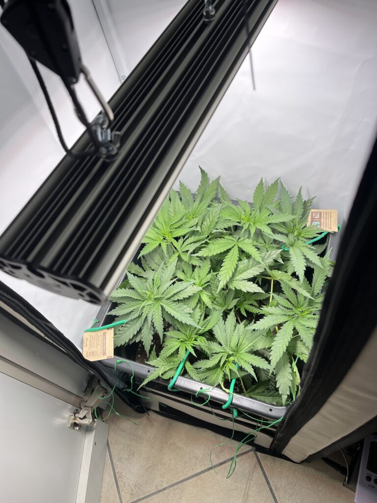 Low Stress Training in der Mini-Growbox: Teil 6