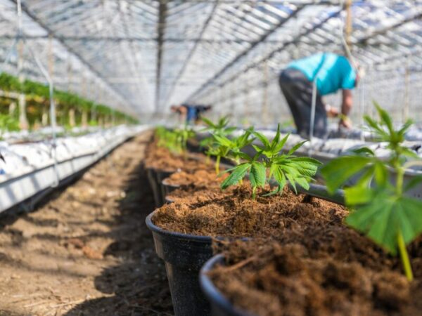 Cannabis im Gewächshaus anbauen