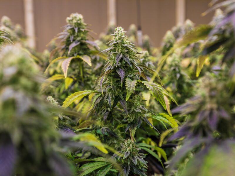 eine Cannabisblüte mit Foxtailing - eine längliche Form der Blüte.