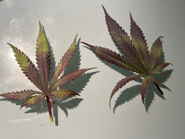 Phosphormangel bei Cannabis
