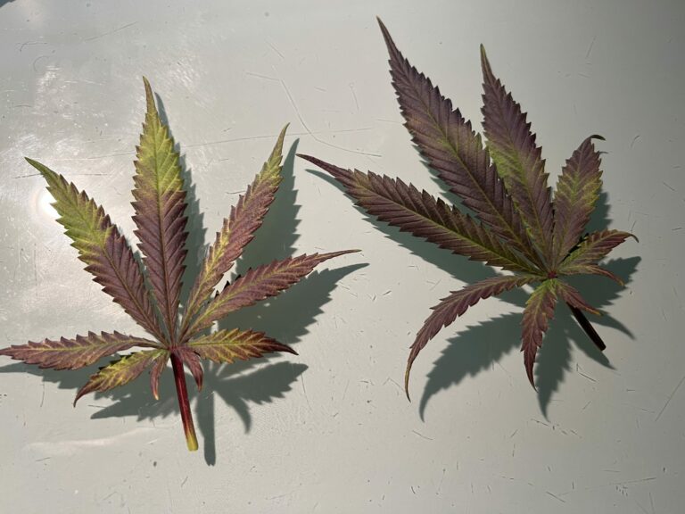 Phosphormangel bei deinem Grow? So vermeidest du diesen