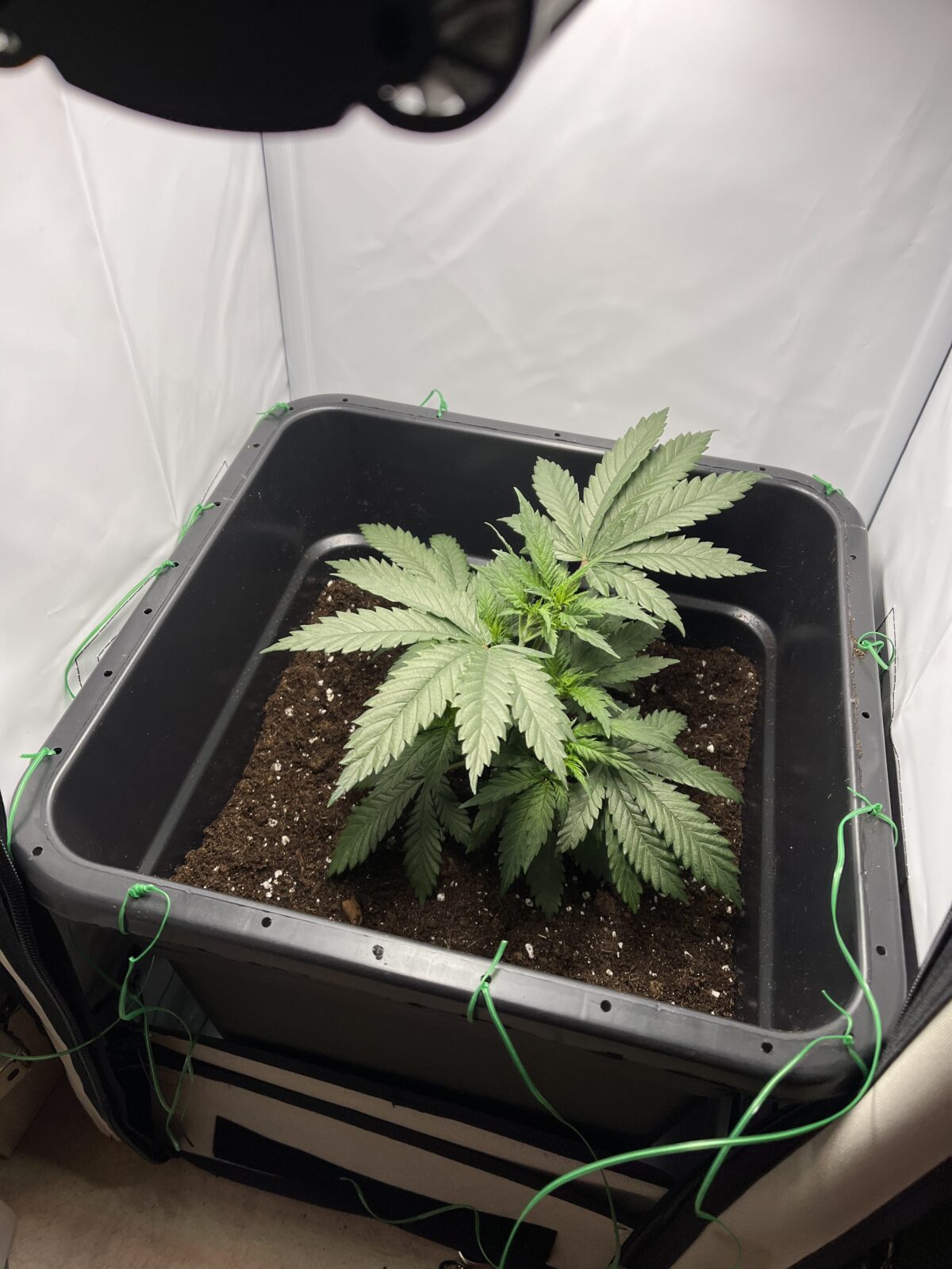 Cannabis umtopfen. Die Pflanze steht nun in einem größeren Topf.