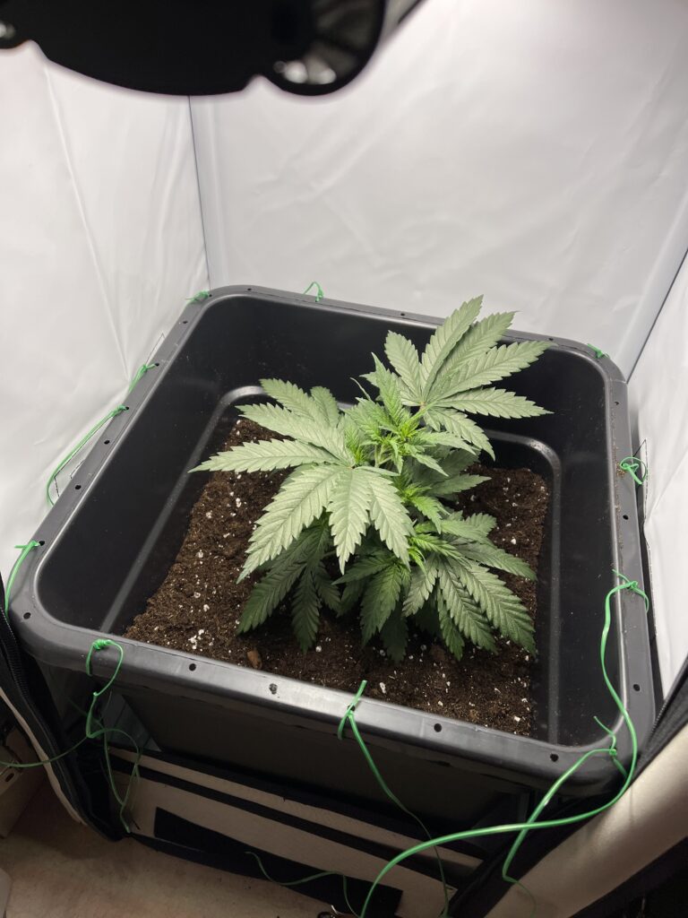 Cannabis umtopfen und ausdünnen. Mini-Growbox Teil 5!