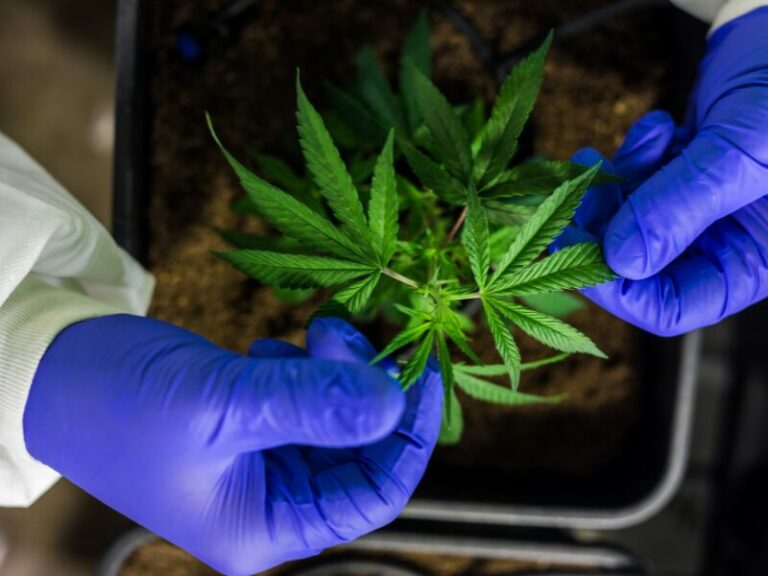 Verordnung für Cannabis Forschung und Projekte freigegeben