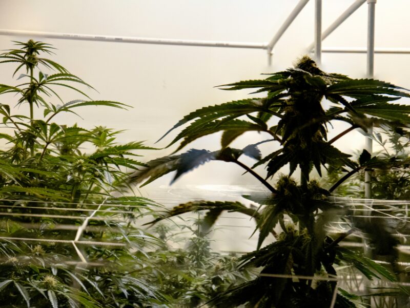 Cannabispflanzen sind zu sehne, wie Anbauvereine sie mittlerweile legal anbauen könnten- wenn sie denn die Lizenz dafür erhalten.