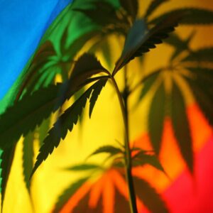 Die Bundestagswahl 2025 steht bevor. Welche Partei spricht sich für und welche gegen eine Legalisierung aus? Hier ist eine Regenbogenflagge mit einer Cannabispflanze zu sehen.