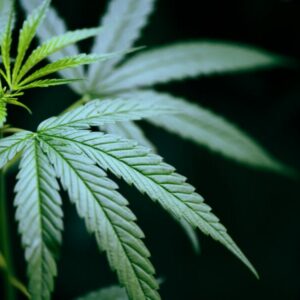 Cannabisblätter - in den Blüten der Pflanze wird CBG produziert.