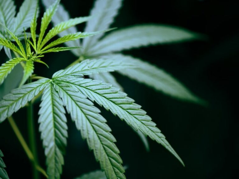 CBG: Das spannende Mutter-Cannabinoid