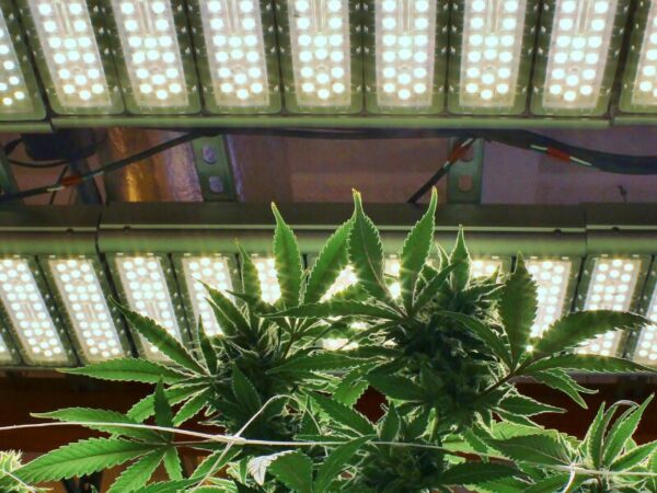 Beleuchtung beim Cannabis Anbau