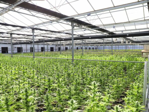 Cannabis Plantage in Thüringen entdeckt