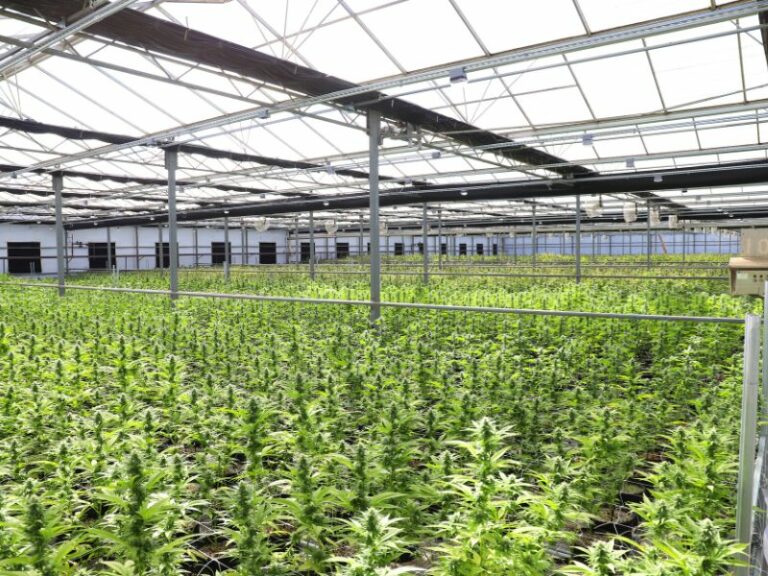 Cannabis Plantage mit 500 Pflanzen in Thüringen entdeckt