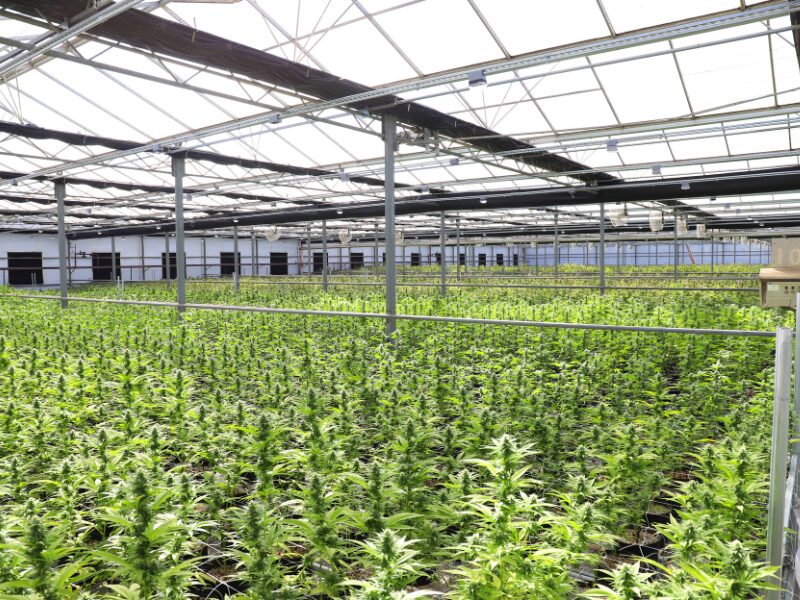 Cannabis Plantage in Thüringen entdeckt