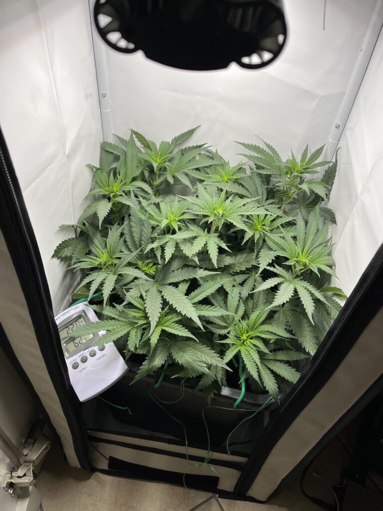 Einleitung der Blütephase - Mini-Growbox Teil 7