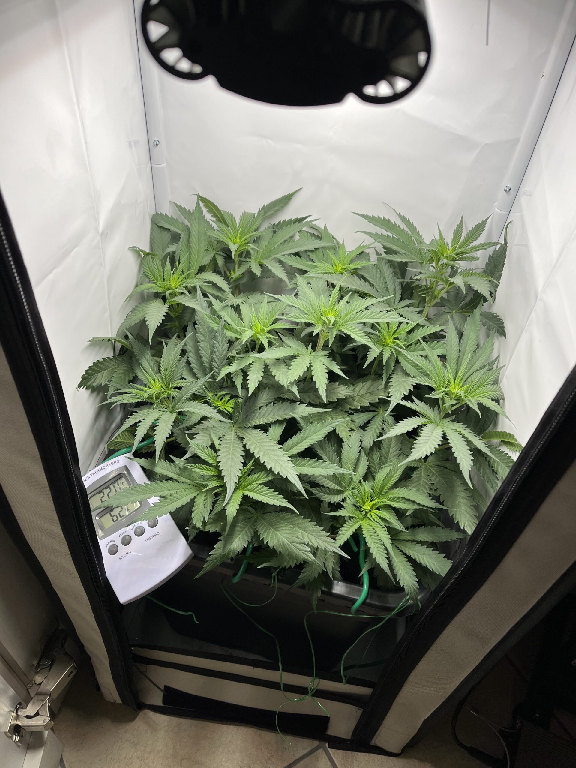 Cannabispflanze in Mini Growbox - Einleitung der Blütephase