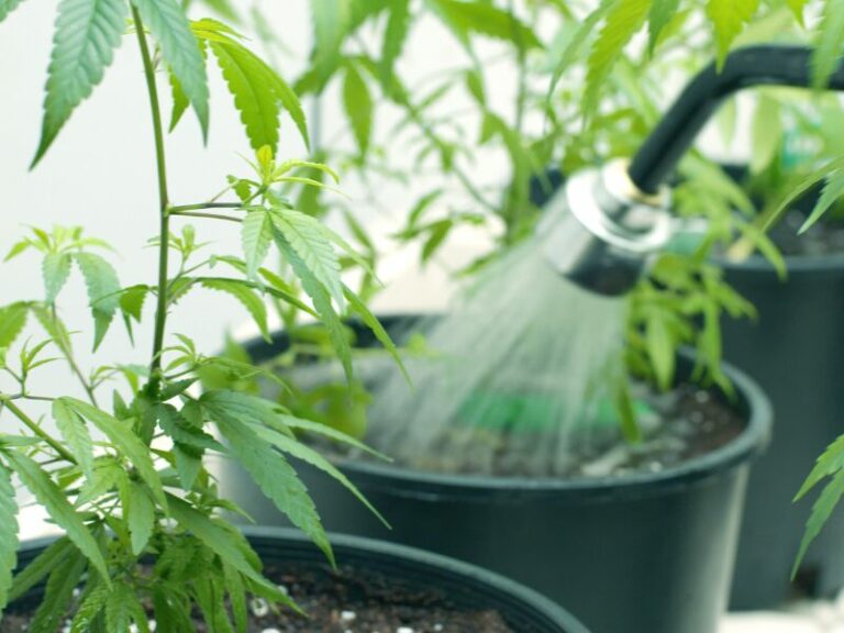 Cannabis richtig gießen: Ein Leitfaden für gesunde Pflanzen