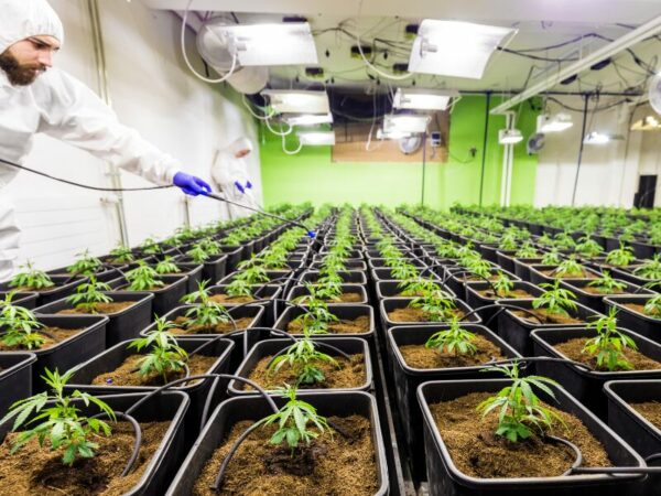 Cannabis richtig zu gießen ist bei einer großen Anzahl von Pflanzen, aber auch bei einer Pflanze wichtig. Hier sieht man eine Großanlage