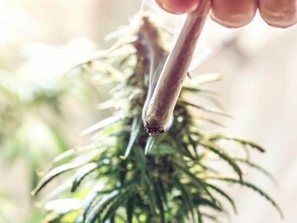 ein Joint mit einer Cannabispflanze im Hintergrund 