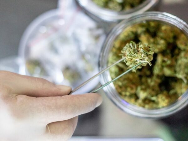Der Umsatz mit medizinischem Cannabis steigt stetig an - Cannabisblüten, die mit einer Pinzette entnommen werden.