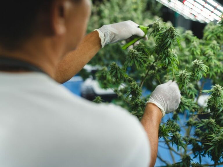 Cannabis Club Ganderkesee: ein exklusives Interview mit wertvollen Tipps