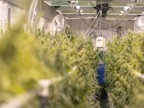 Cannabis anbauen im Anbauverein Ganderkesse- so könnte die Anbaufläche aussehen. 