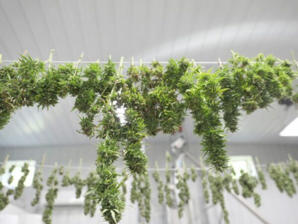 Cannabis Ernte