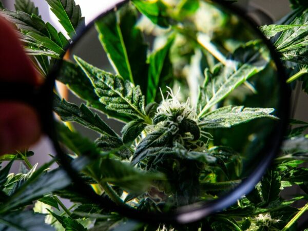 Lupe für den Cannabisgrow