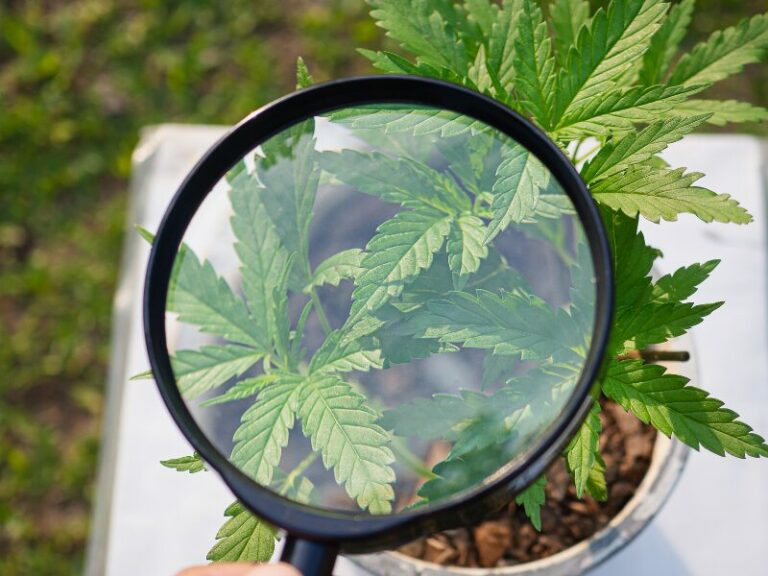 Die perfekte Lupe für deinen Grow - 3 Modelle im Vergleich