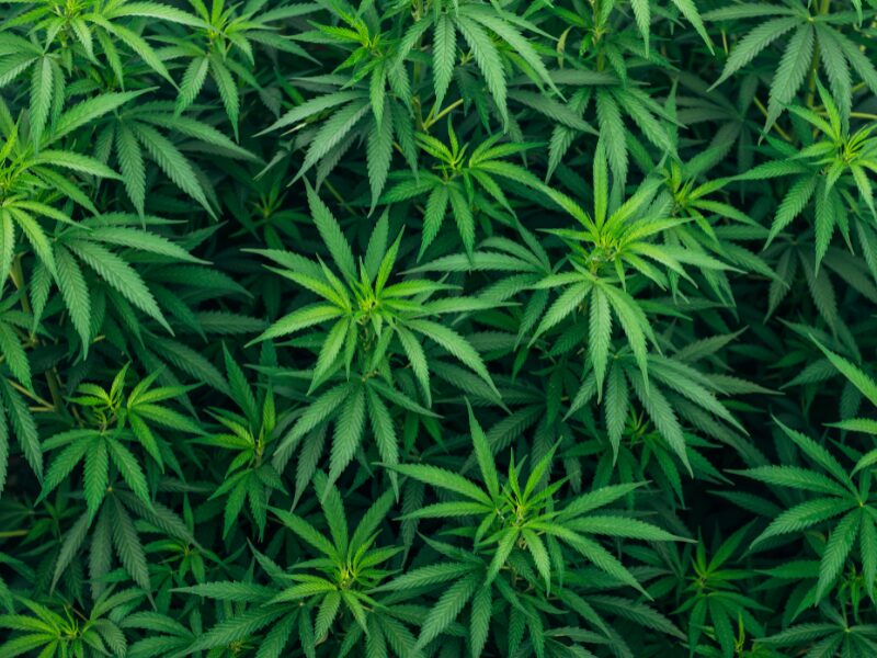 Cannabispflanzen von oben. Wird es Modellprojekte vor der Bundestagswahl geben?