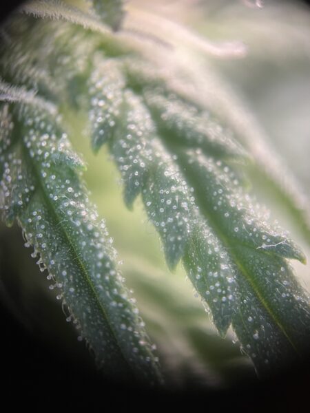 Trichome auf einer Cannabisblüte - die ersten Trichombilder