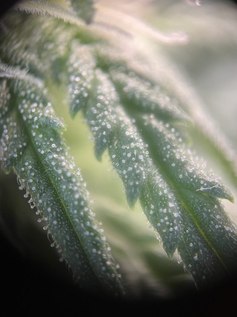 Erste Trichombilder - Mini Growbox Teil 9