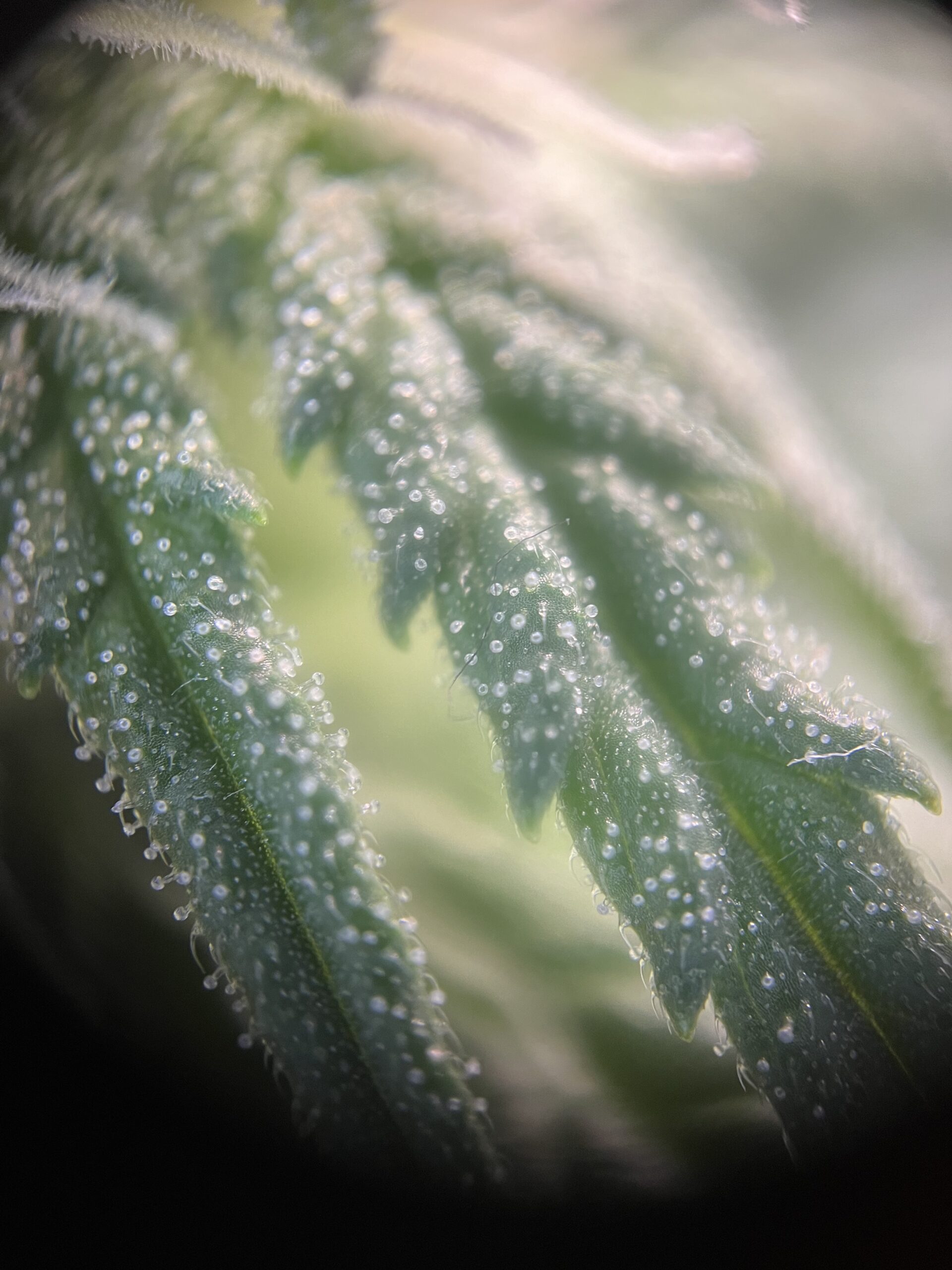 Trichome auf einer Cannabisblüte - die ersten Trichombilder