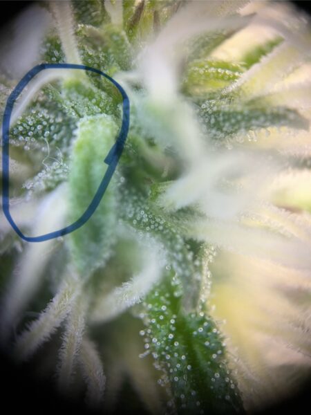 Härchen an den Cannabisblüten 