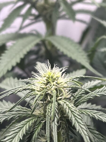 Cannabisblüte Nahaufnahme