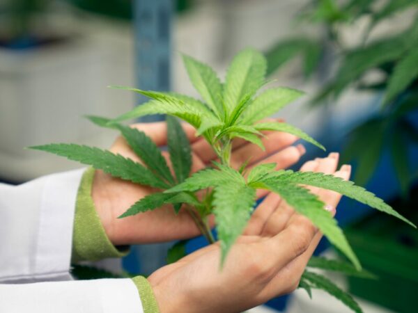 Das Gesetz des Konsumcannabis sollte laut Experen augebaut werden. Zwei Hände mit einem Laborkittel halten eine Cannabispflanze 