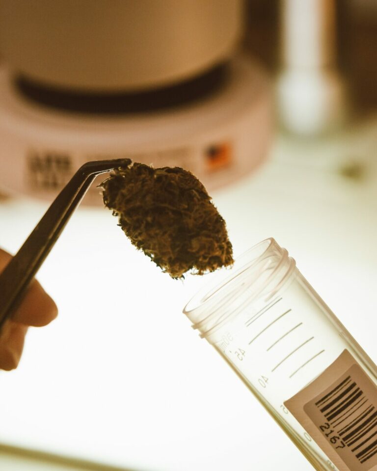 Eigenanbau in der Apotheke: Apotheker verkauft Homegrow