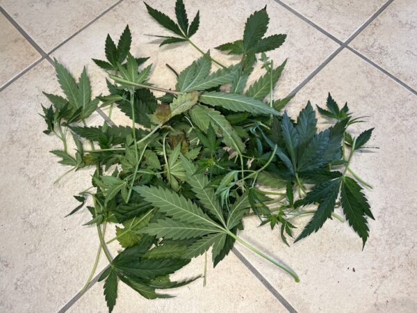entferne Blätter beim Cannabis ausdünnen.